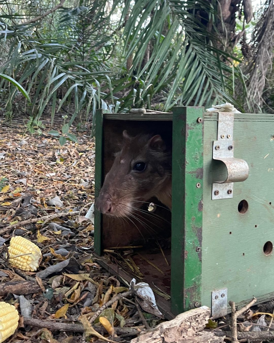 De volta para casa: reabilitados no CRAS, animais silvestres retornam à liberdade no coração do Pantanal De volta para casa: reabilitados no CRAS, animais silvestres retornam à liberdade no coração do Pantanal