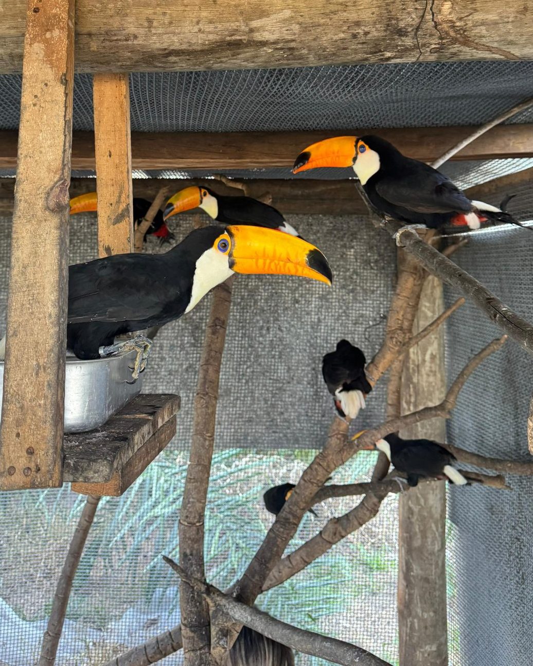 De volta para casa: reabilitados no CRAS, animais silvestres retornam à liberdade no coração do Pantanal De volta para casa: reabilitados no CRAS, animais silvestres retornam à liberdade no coração do Pantanal