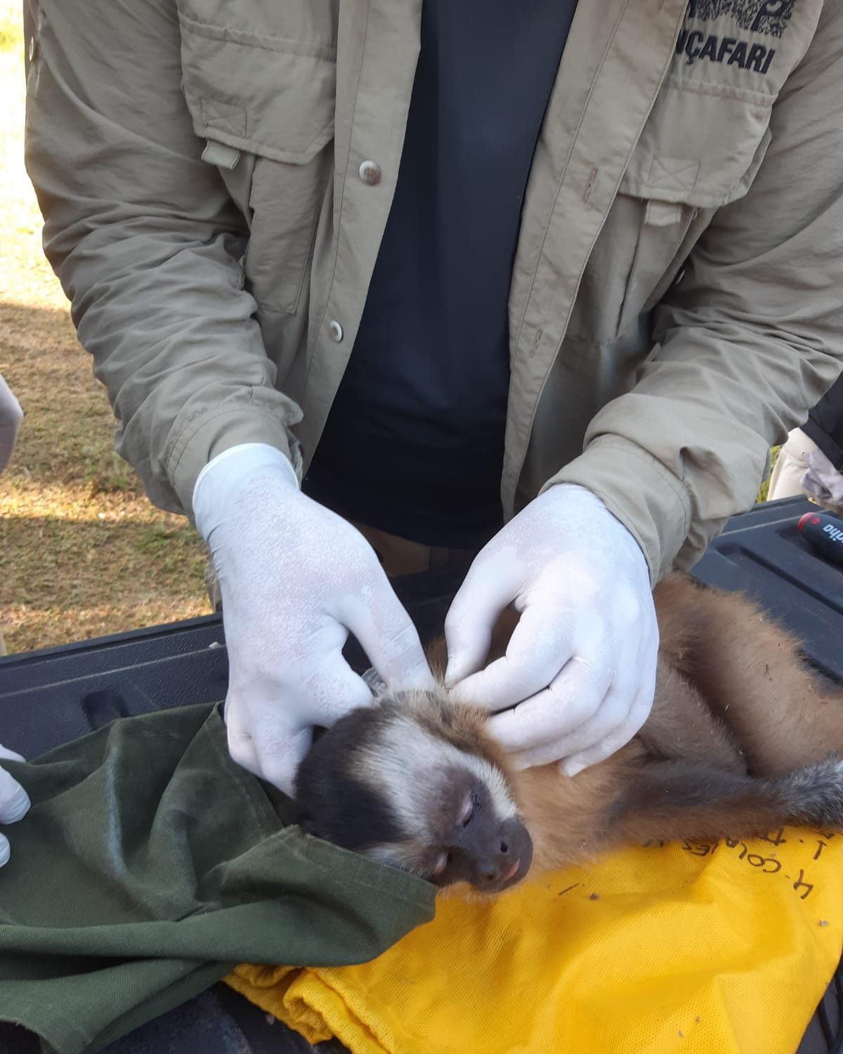 De volta para casa: reabilitados no CRAS, animais silvestres retornam à liberdade no coração do Pantanal De volta para casa: reabilitados no CRAS, animais silvestres retornam à liberdade no coração do Pantanal