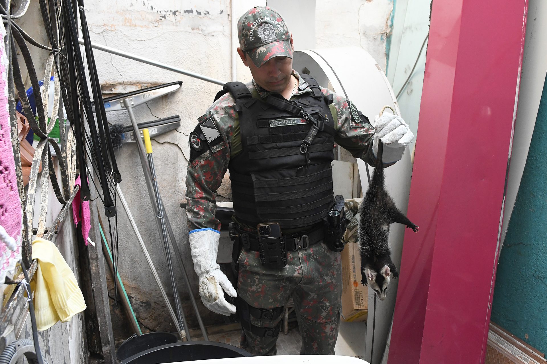 Polícia Militar Ambiental lembra que animal silvestre não é pet e esclarece quando deve ser capturado