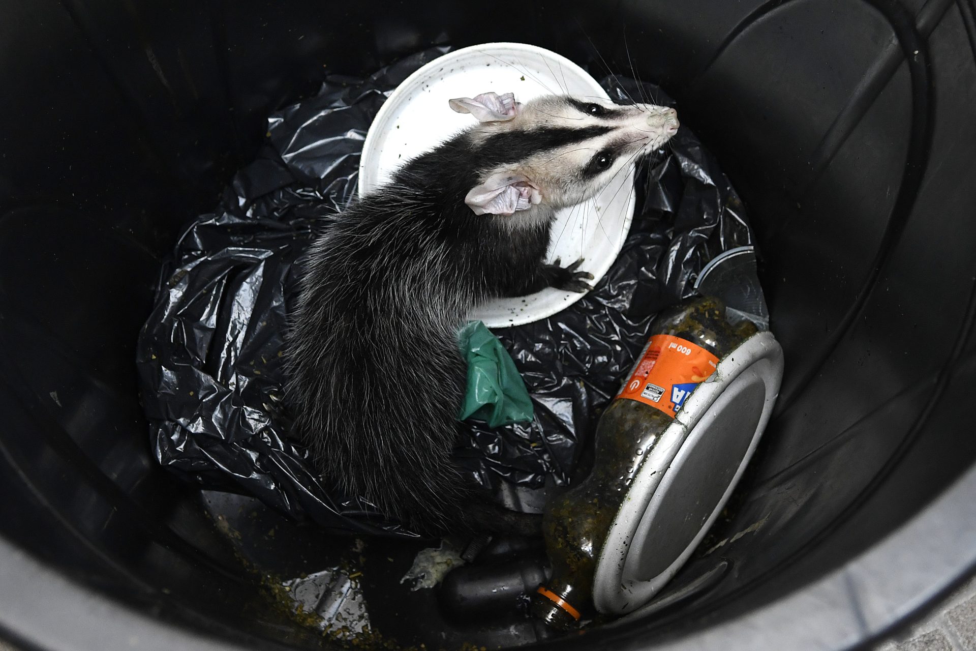 Polícia Militar Ambiental lembra que animal silvestre não é pet e esclarece quando deve ser capturado