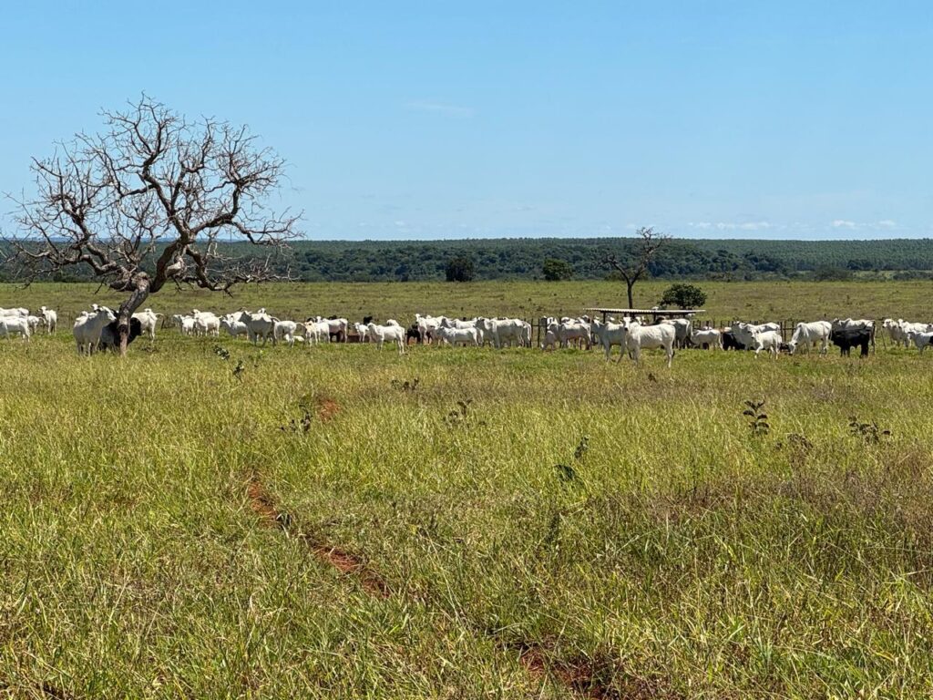 Dia do Pecuarista, data para reconhecer o trabalho árduo e dedicação do setor na economia do país Dia do Pecuarista, data para reconhecer o trabalho árduo e dedicação do setor na economia do país
