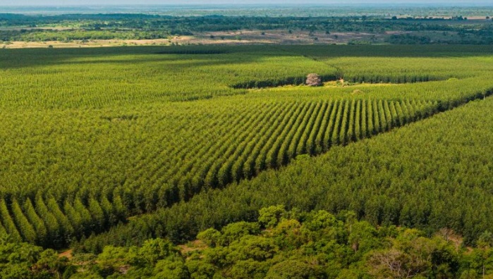 Paracel paralisa obras de fábrica de celulose no Paraguai após fracasso em obter financiamento Paracel paralisa obras de fábrica de celulose no Paraguai após fracasso em obter financiamento