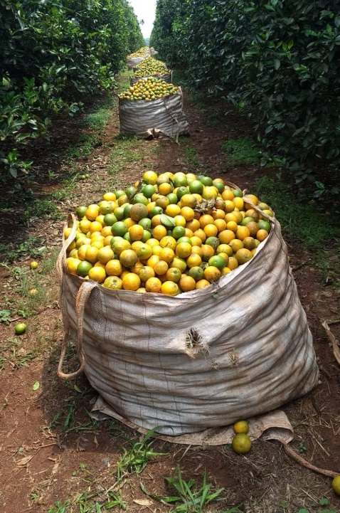 Tarifa de 50% de Trump ameaça frigoríficos, pescados, mel e suco de laranja Tarifa de 50% de Trump ameaça frigoríficos, pescados, mel e suco de laranja