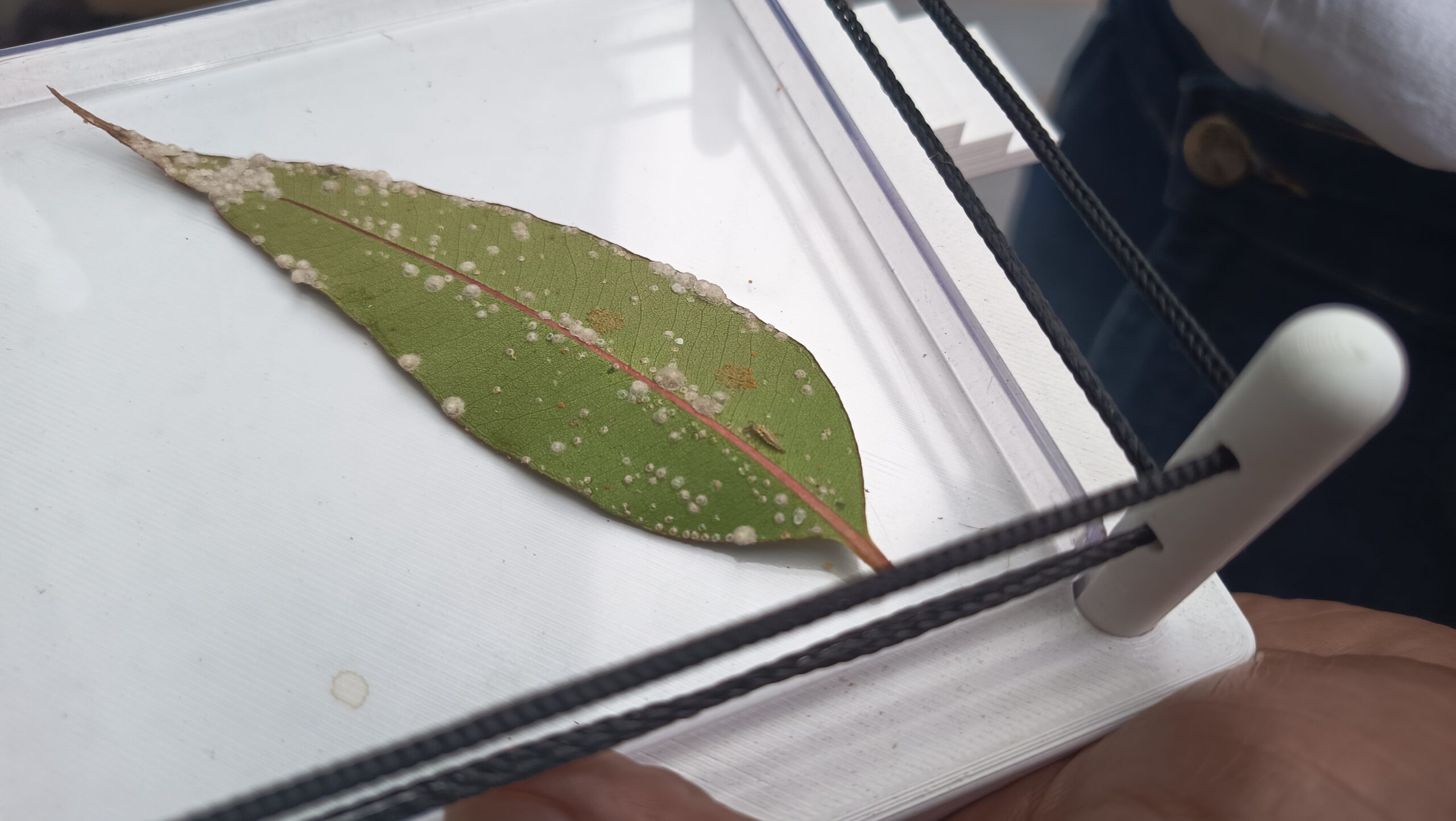 Estandes inovadores marcam presença no Show Florestal 2025