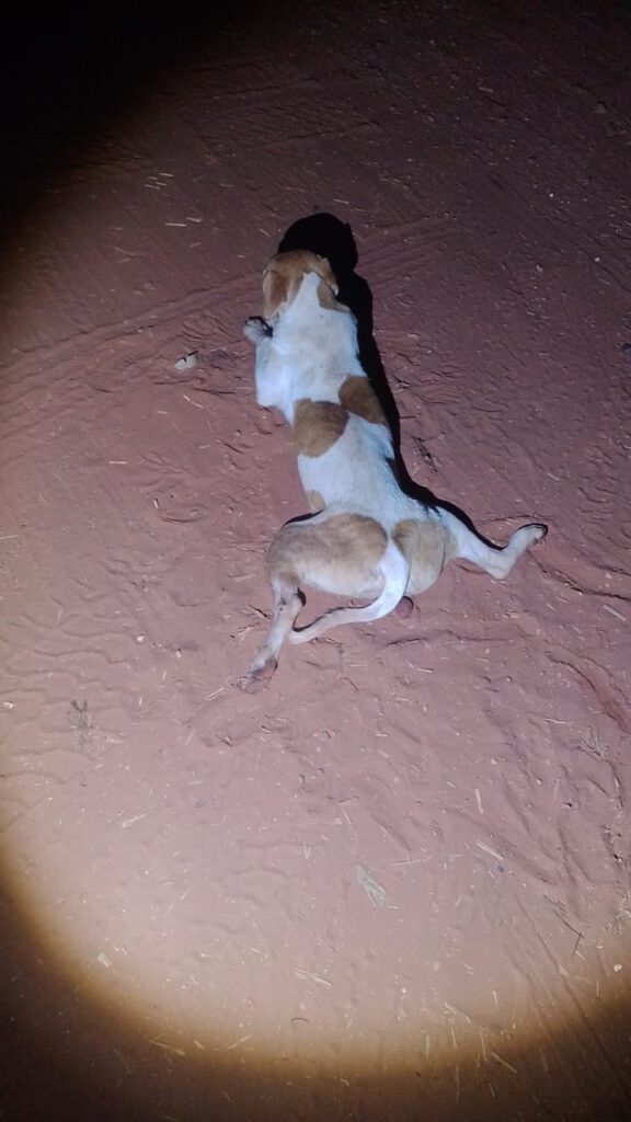 Cão é mutilado, atropelado e abandonado para morrer em rodovia de Brasilândia