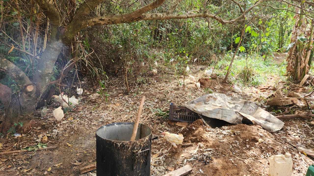 Polícia Civil desarticula abatedouro clandestino de frangos em Campo Grande Polícia Civil desarticula abatedouro clandestino de frangos em Campo Grande