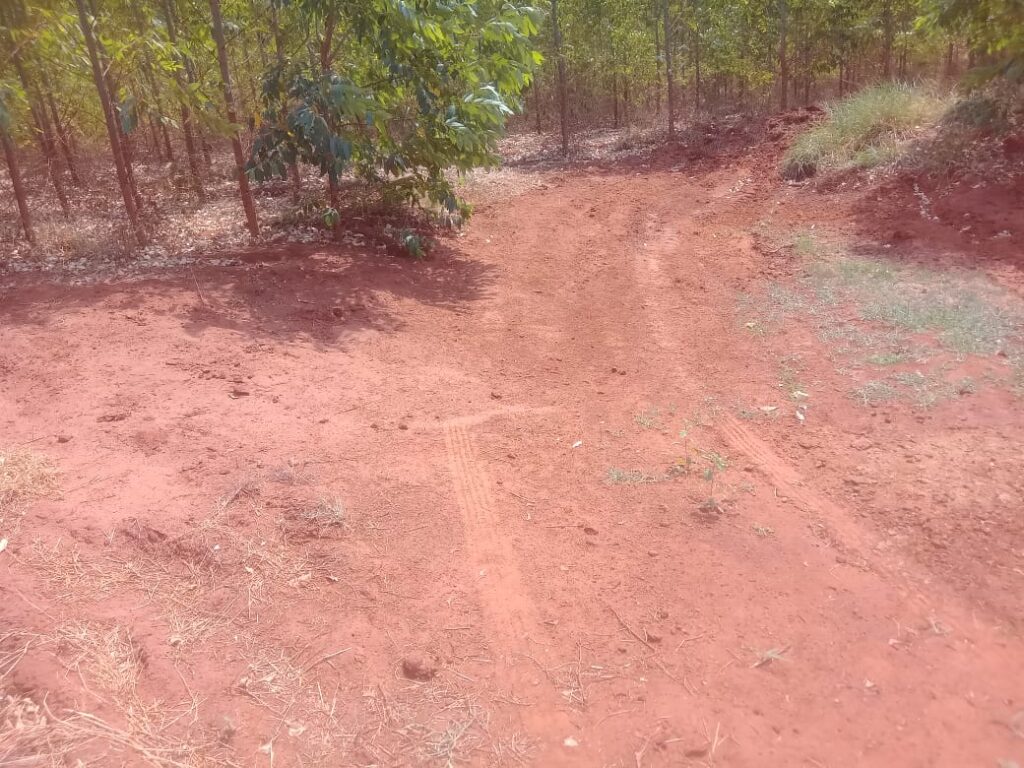 Em Três Lagoas, bandidos invadem fazenda e abatem vaca PO