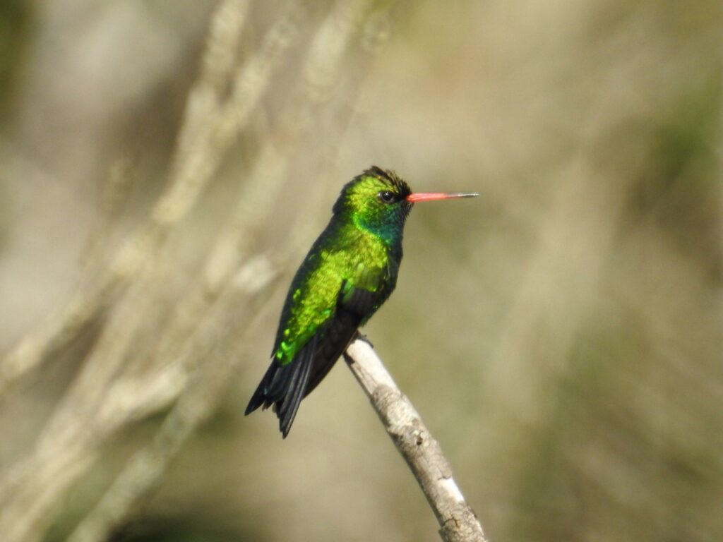 Suzano registra 202 novas espécies de animais silvestres em suas áreas florestais de Mato Grosso do Sul
