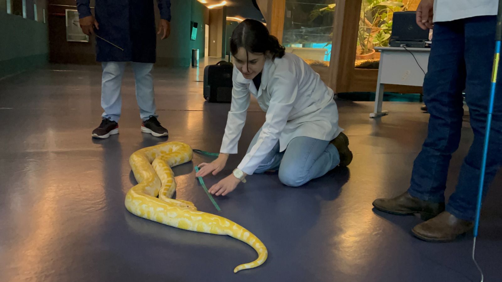 Serpente do Bioparque Pantanal passa por exame de rotina que reforça cuidado com bem-estar animal Serpente do Bioparque Pantanal passa por exame de rotina que reforça cuidado com bem-estar animal