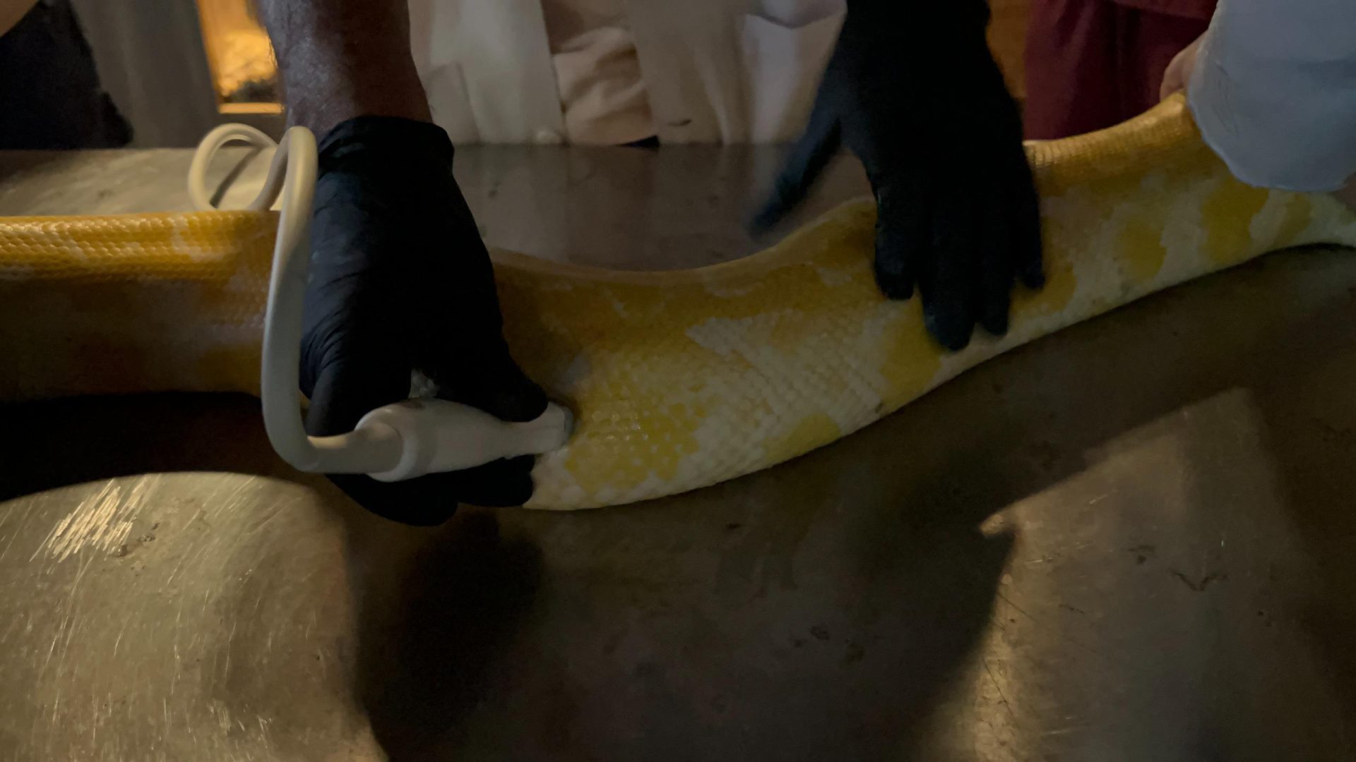 Serpente do Bioparque Pantanal passa por exame de rotina que reforça cuidado com bem-estar animal Serpente do Bioparque Pantanal passa por exame de rotina que reforça cuidado com bem-estar animal