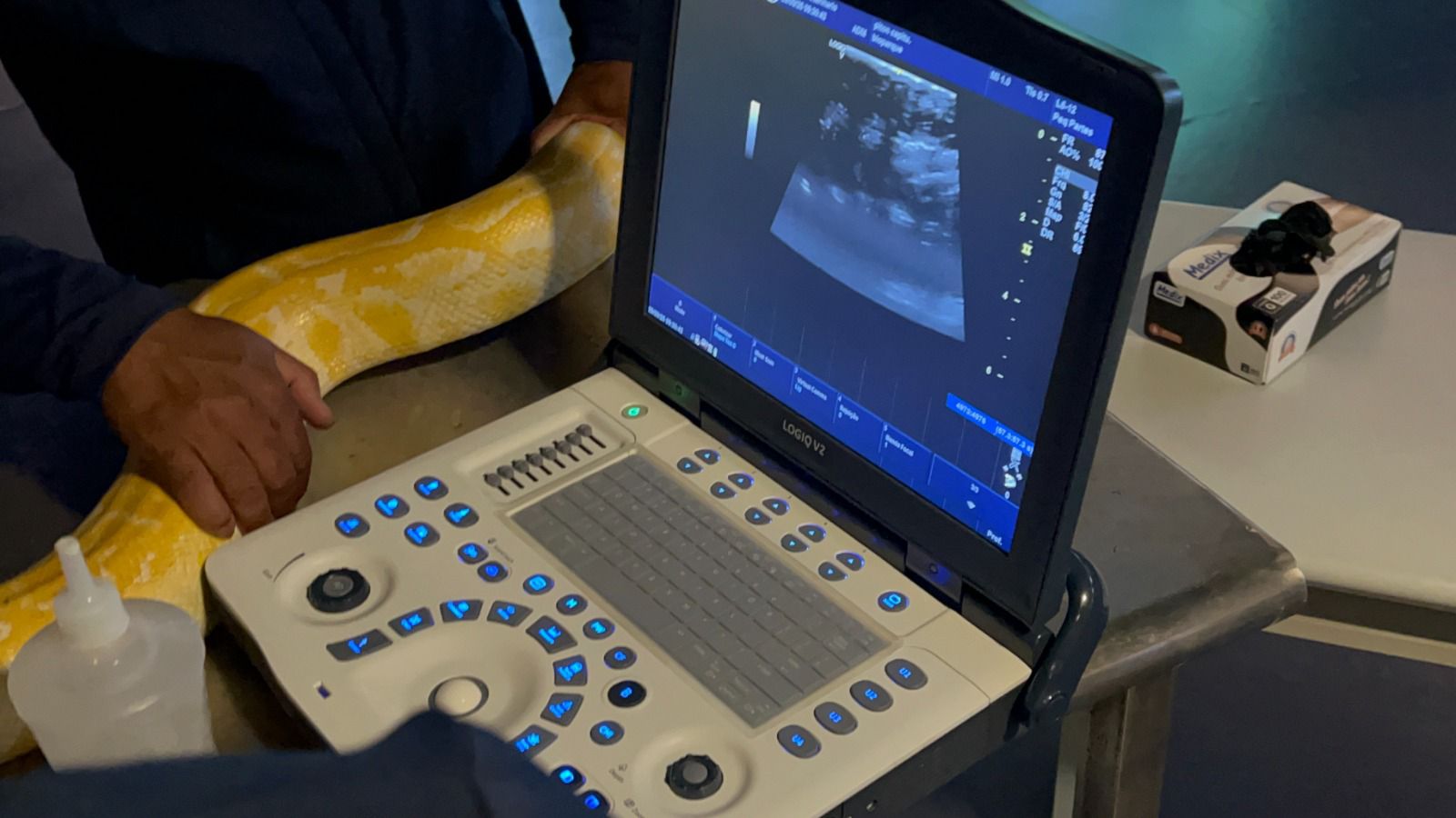 Serpente do Bioparque Pantanal passa por exame de rotina que reforça cuidado com bem-estar animal Serpente do Bioparque Pantanal passa por exame de rotina que reforça cuidado com bem-estar animal