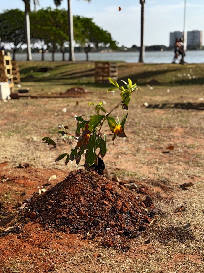 Semana da Árvore foi marcada por diversas ações e lançamento de projeto inovador