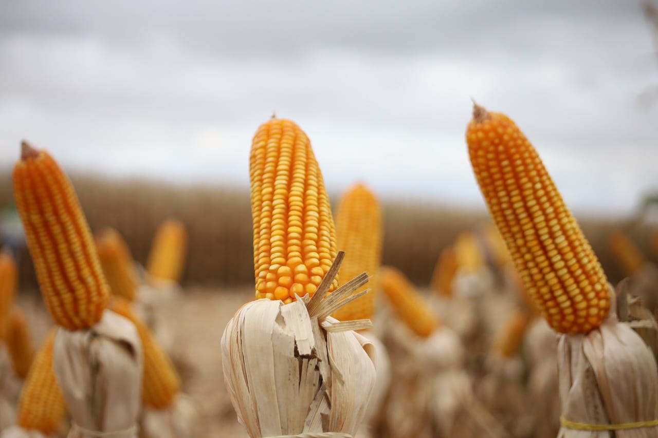Mato Grosso do Sul bate recorde na produção de milho, superando 14 milhões de toneladas