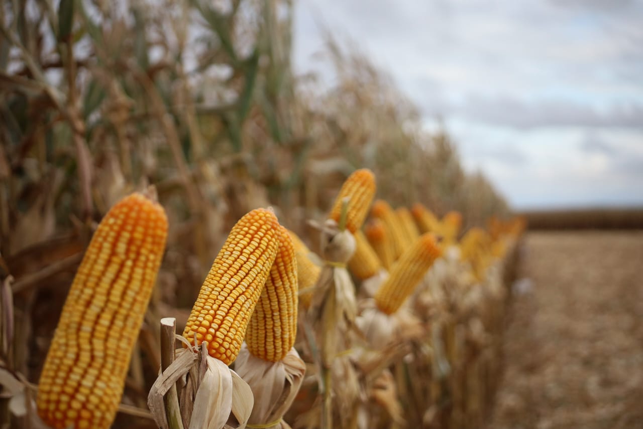 Mato Grosso do Sul bate recorde na produção de milho, superando 14 milhões de toneladas