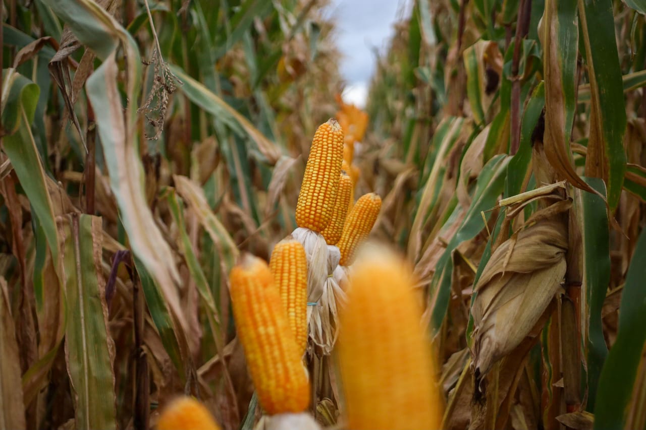 Mato Grosso do Sul bate recorde na produção de milho, superando 14 milhões de toneladas