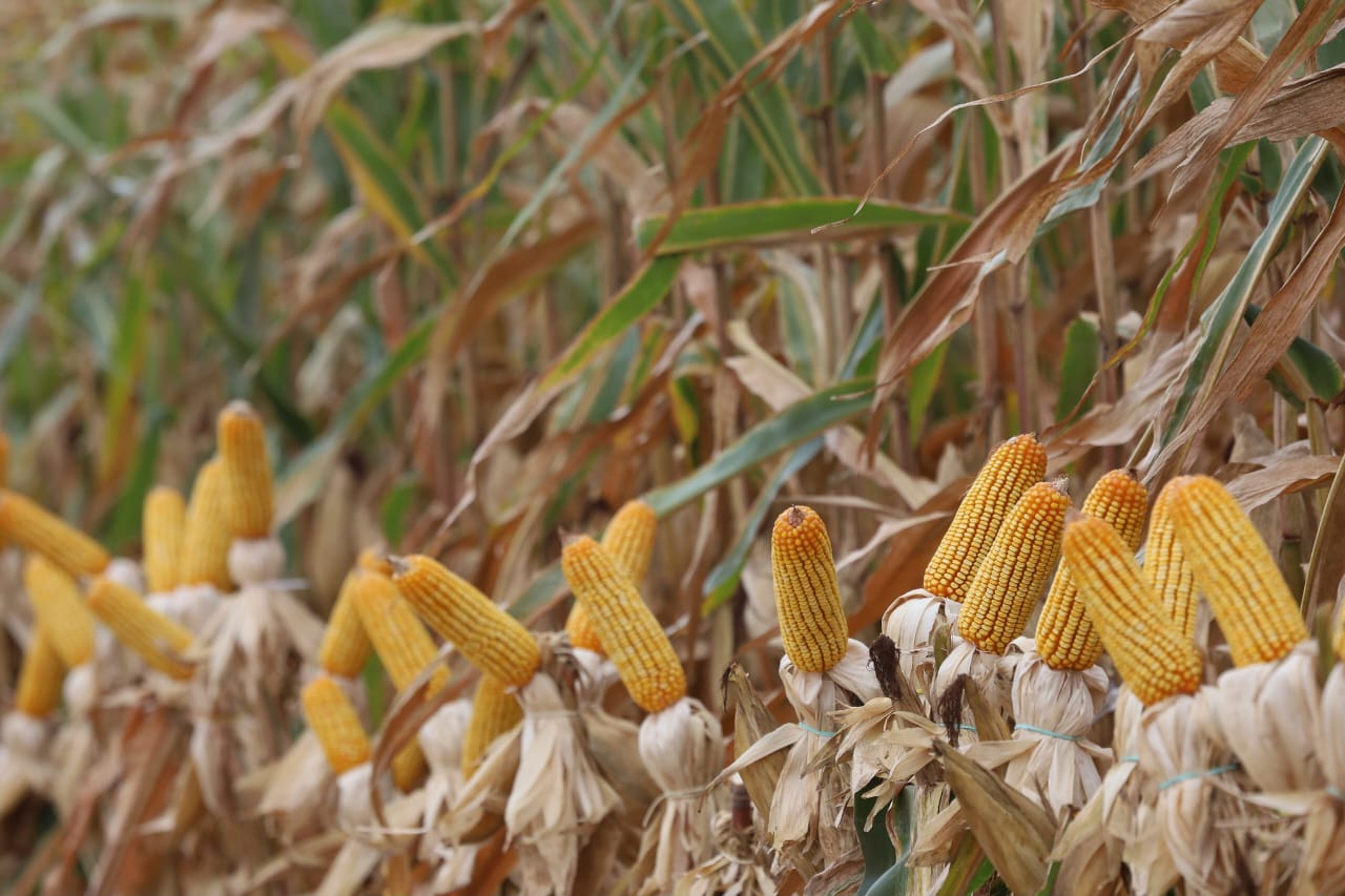 Mato Grosso do Sul bate recorde na produção de milho, superando 14 milhões de toneladas