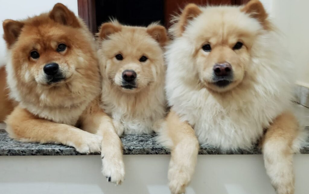 Quer ter um dia incrível e ainda ajudar animais que precisam? Domingo acontece o 2º Pet Day, em Três Lagoas