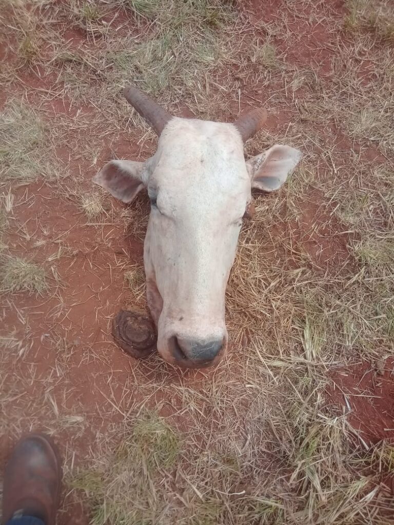 Em Três Lagoas, bandidos invadem fazenda e abatem vaca PO