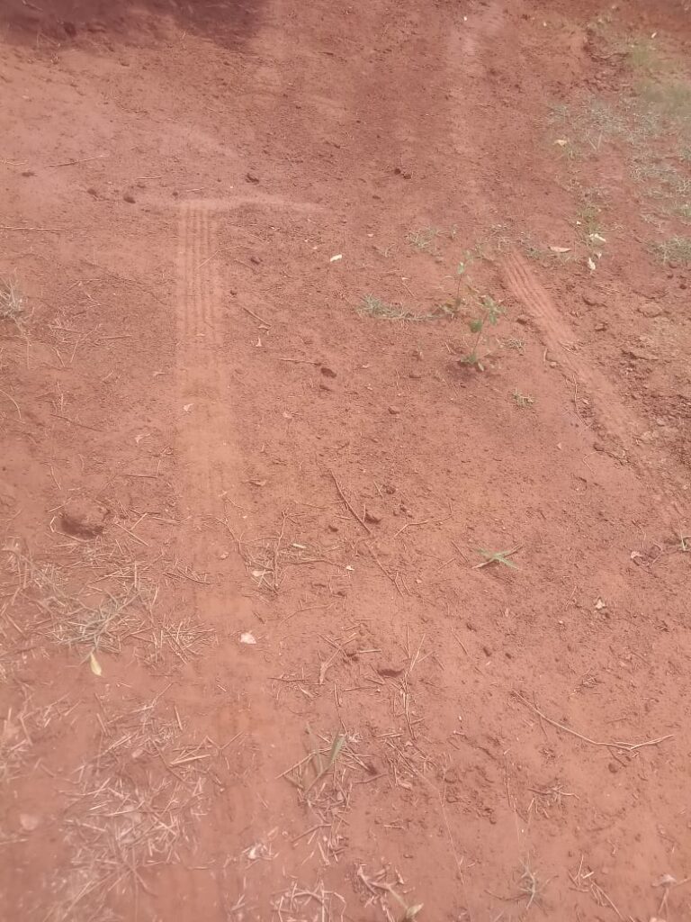 Em Três Lagoas, bandidos invadem fazenda e abatem vaca PO