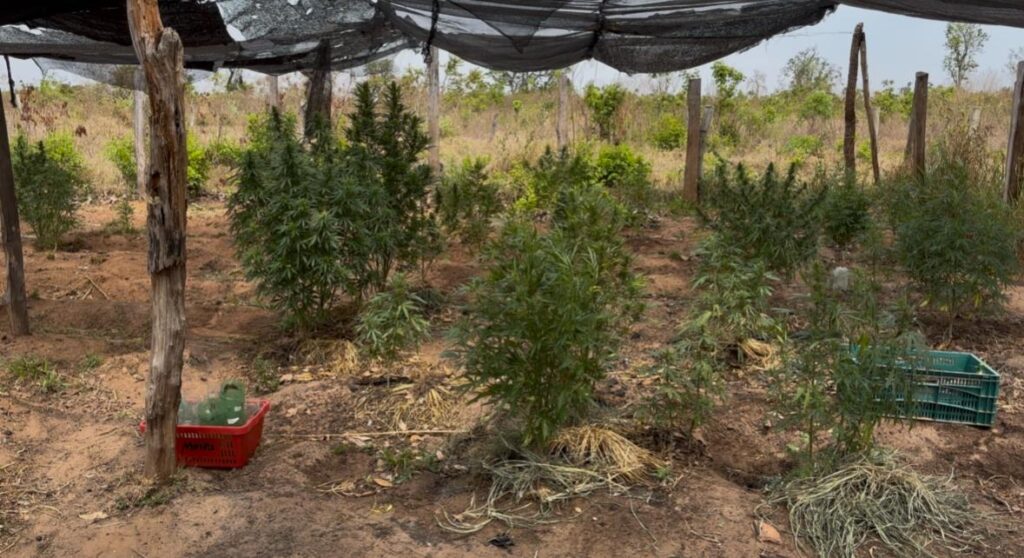 Polícia Civil de SP e MS prende homem em posse de derivados de maconha e arma de fogo em Três Lagoas