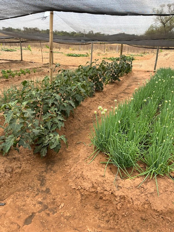 Com apoio da Suzano, Comunidade Indígena Ofaié diversifica produção gerando renda e fortalecendo a cultura Com apoio da Suzano, Comunidade Indígena Ofaié diversifica produção gerando renda e fortalecendo a cultura