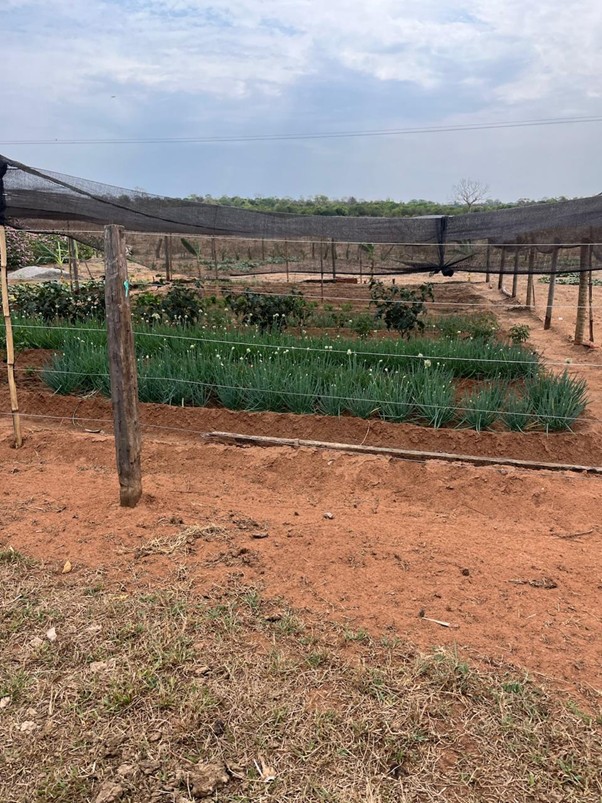 Com apoio da Suzano, Comunidade Indígena Ofaié diversifica produção gerando renda e fortalecendo a cultura Com apoio da Suzano, Comunidade Indígena Ofaié diversifica produção gerando renda e fortalecendo a cultura