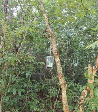 Suzano utiliza gravadores de som e DNA ambiental em iniciativa pioneira de monitoramento da biodiversidade em MS Suzano utiliza gravadores de som e DNA ambiental em iniciativa pioneira de monitoramento da biodiversidade em MS
