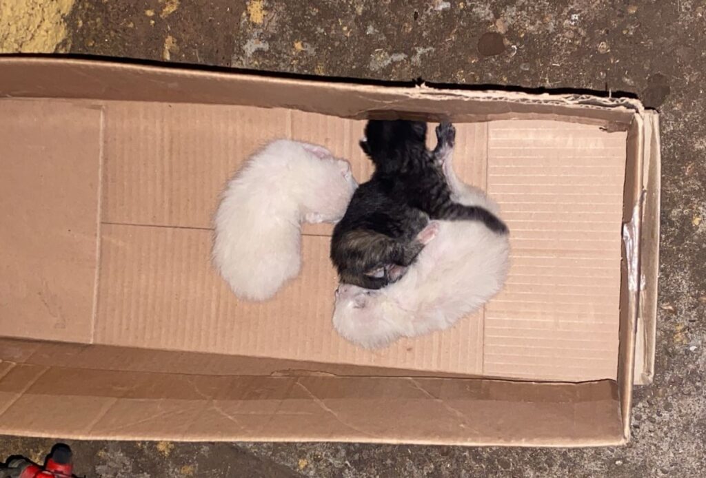 Números de maus-tratos e abandono de animais aumentam em Três Lagoas e população pede ajuda do Poder Público