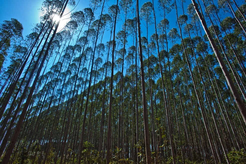 pauta Mato Grosso do Sul planeja expandir base florestal para 2,5 milhões de hectares até 2028