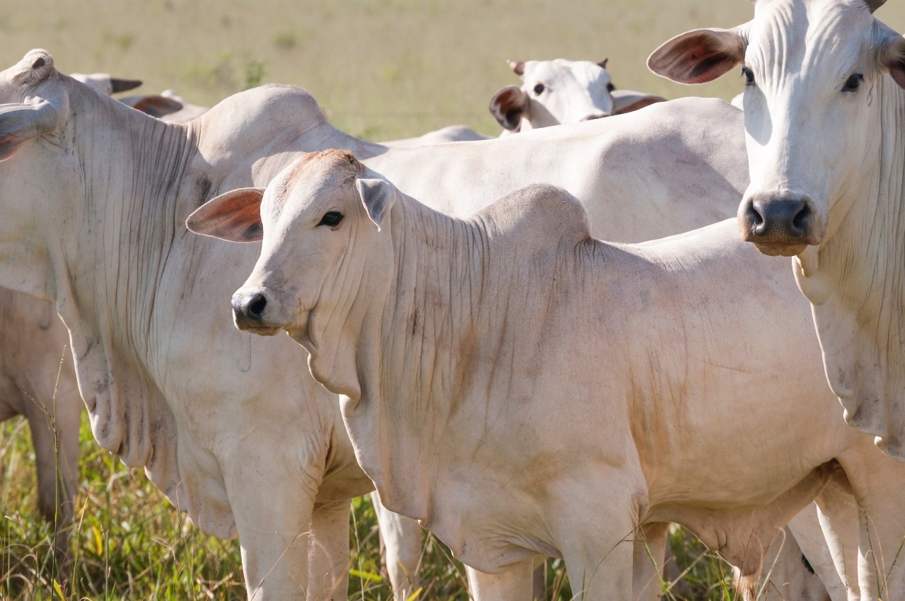 Declaração de Rebanho: segunda etapa da campanha da Iagro começa em 1º de novembro Declaração de Rebanho: segunda etapa da campanha da Iagro começa em 1º de novembro