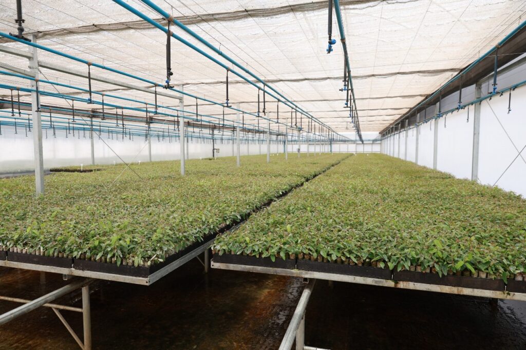 Mato Grosso do Sul lidera expansão florestal no Brasil e consolida posição no Vale da Celulose