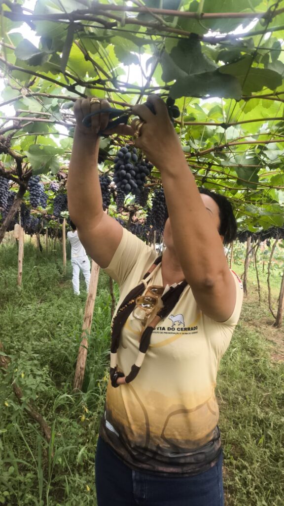 Três Lagoas celebra o sucesso do 1º Seminário Estadual da Manga com vivência prática e inovação no campo