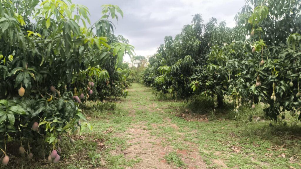 Três Lagoas celebra o sucesso do 1º Seminário Estadual da Manga com vivência prática e inovação no campo