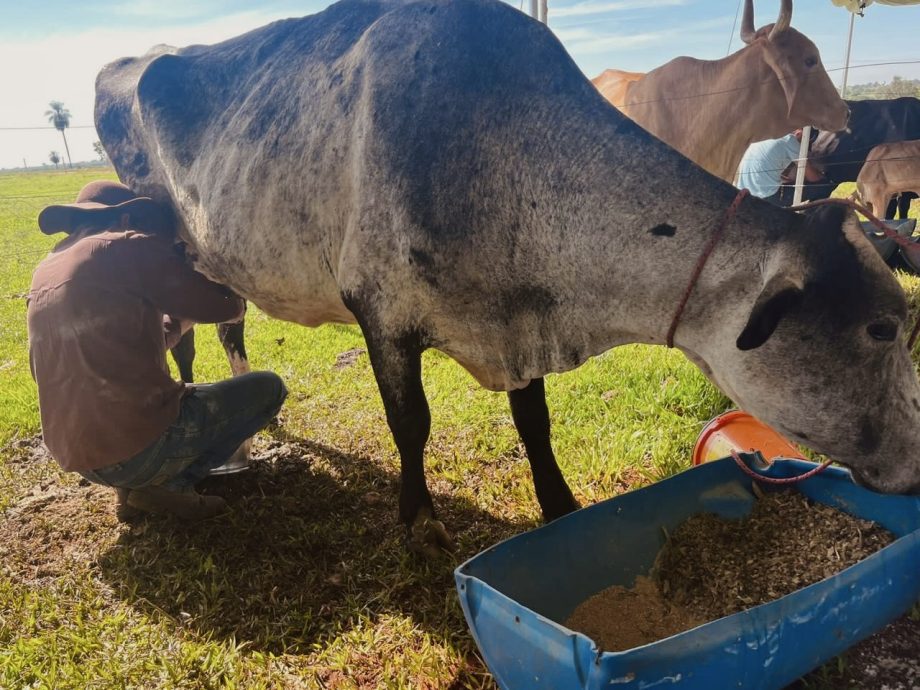 2º Torneio Leiteiro do Arapuá supera expectativas e consolida tradição 2º Torneio Leiteiro do Arapuá supera expectativas e consolida tradição