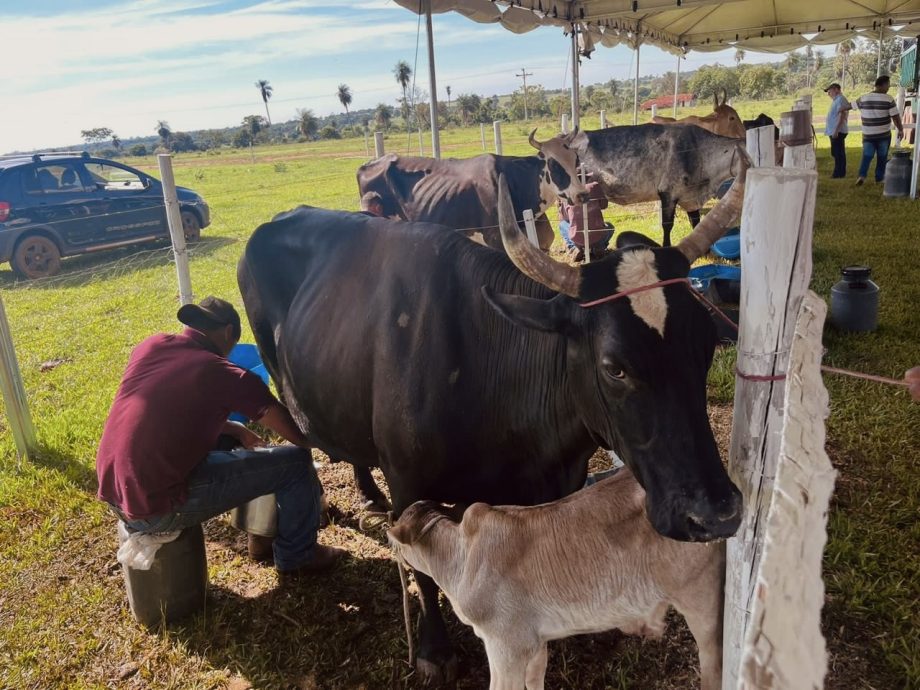 2º Torneio Leiteiro do Arapuá supera expectativas e consolida tradição 2º Torneio Leiteiro do Arapuá supera expectativas e consolida tradição