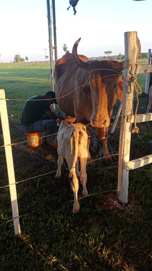 2º Torneio Leiteiro do Arapuá supera expectativas e consolida tradição 2º Torneio Leiteiro do Arapuá supera expectativas e consolida tradição