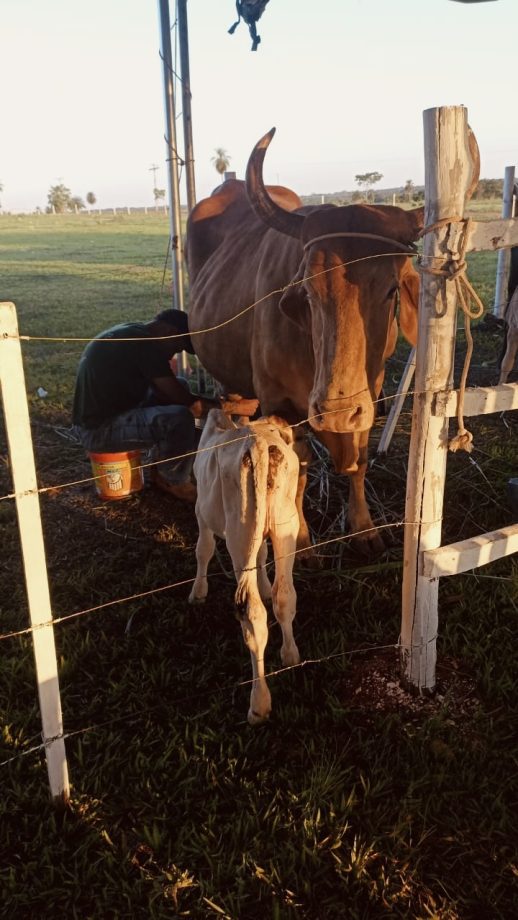 2º Torneio Leiteiro do Arapuá supera expectativas e consolida tradição 2º Torneio Leiteiro do Arapuá supera expectativas e consolida tradição