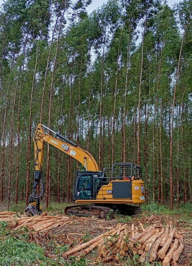 MS Florestal reabre vagas de trainee e reforça oportunidades de carreira em Água Clara MS Florestal reabre vagas de trainee e reforça oportunidades de carreira em Água Clara