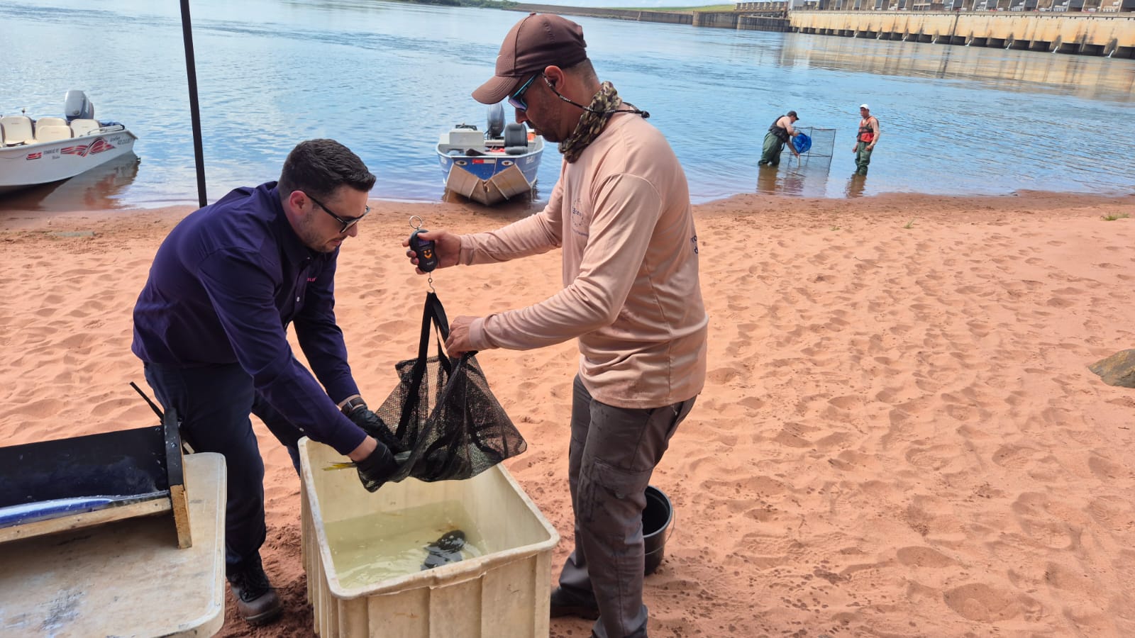 CESP implanta microchips em 600 peixes nativos do Rio Paraná para monitorar espécies migratórias durante a piracema CESP implanta microchips em 600 peixes nativos do Rio Paraná para monitorar espécies migratórias durante a piracema