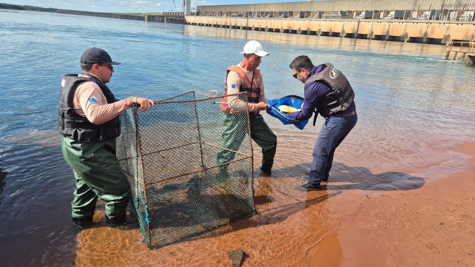 CESP implanta microchips em 600 peixes nativos do Rio Paraná para monitorar espécies migratórias durante a piracema CESP implanta microchips em 600 peixes nativos do Rio Paraná para monitorar espécies migratórias durante a piracema