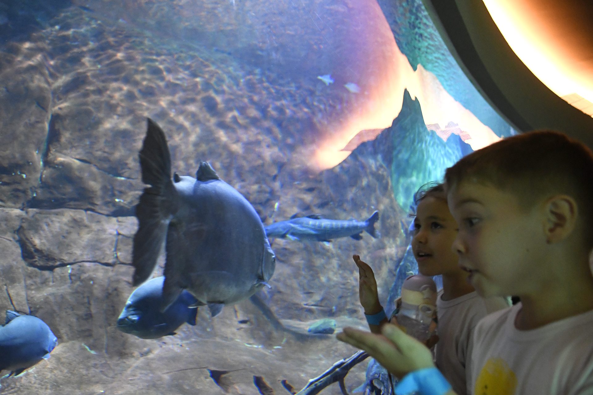 Campanha da Caixa Encantada termina com presentes e atividades para 200 crianças no Bioparque