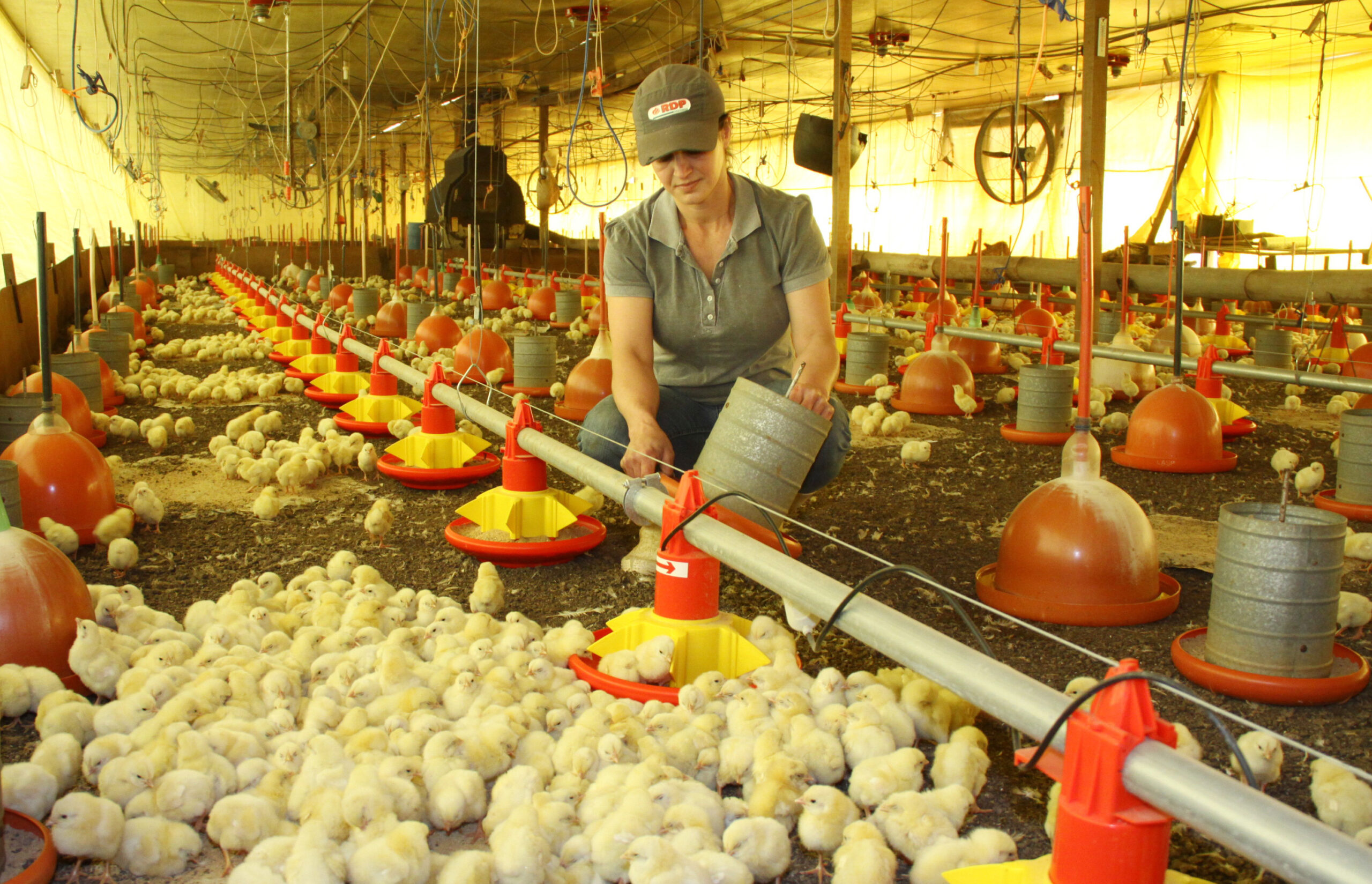 Programa Frango Vida fortalece avicultura e estimula projeto de escola avícola em Mato Grosso do Sul Programa Frango Vida fortalece avicultura e estimula projeto de escola avícola em Mato Grosso do Sul