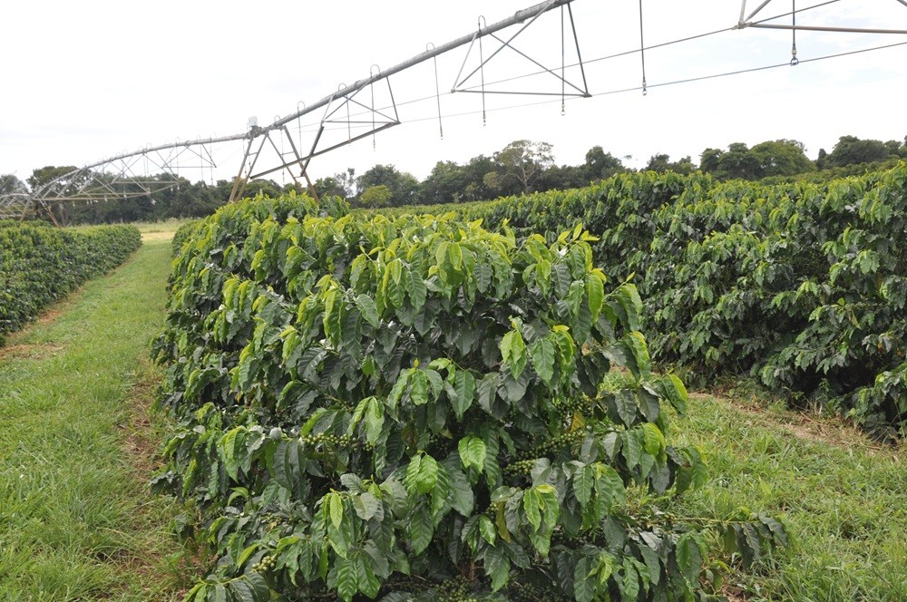 A contribuição dos 50 anos de ciência para transformação da agricultura irrigada no Cerrado A contribuição dos 50 anos de ciência para transformação da agricultura irrigada no Cerrado