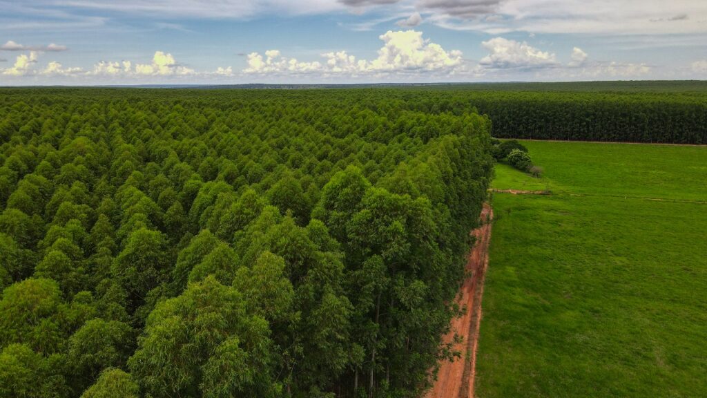 Eldorado planeja ampliar área de eucalipto e reforça protagonismo de Três Lagoas no “Vale da Celulose”