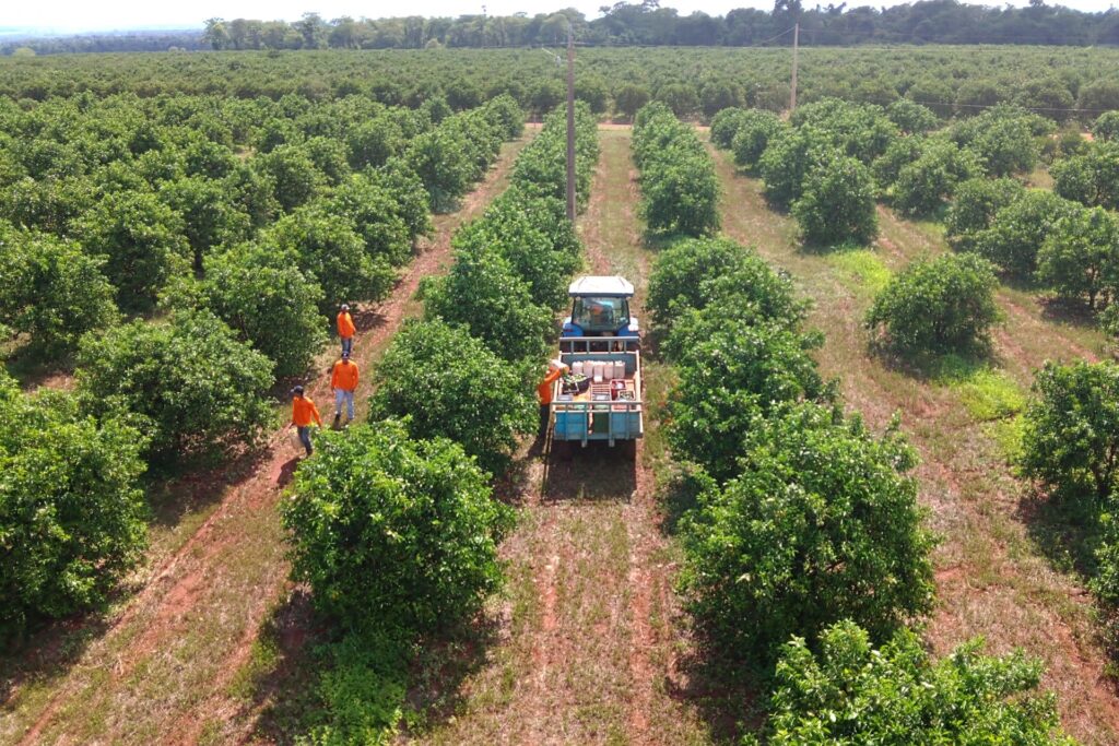 Com apoio do Estado e ambiente positivo, citricultura de MS avança como nova fronteira agrícola brasileira Com apoio do Estado e ambiente positivo, citricultura de MS avança como nova fronteira agrícola brasileira