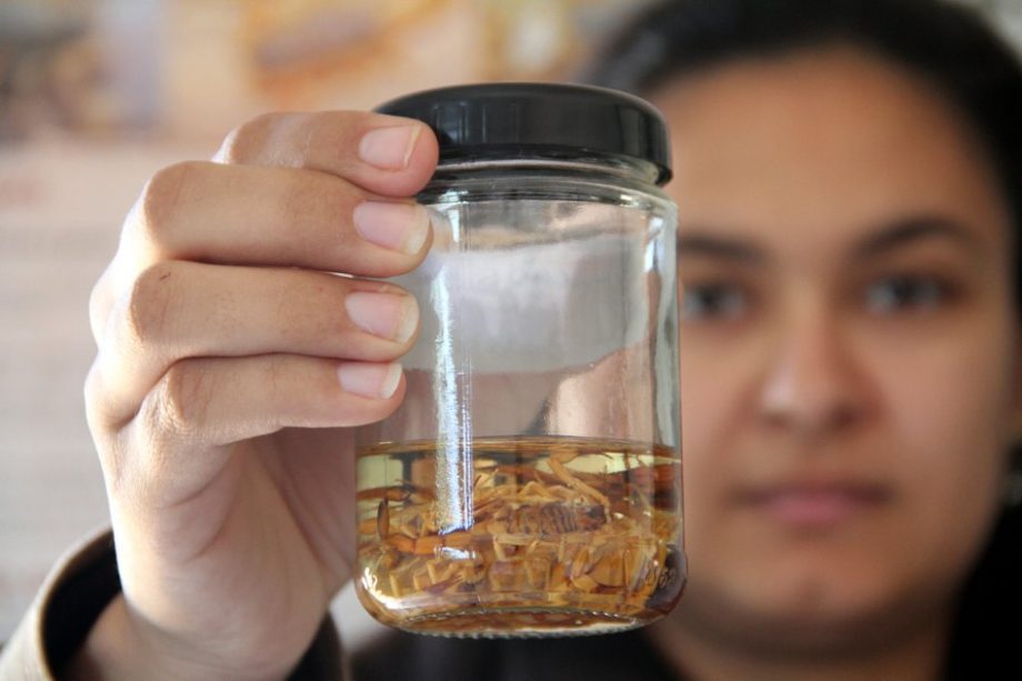 Achou um animal peçonhento? Saiba como agir e quem procurar Achou um animal peçonhento? Saiba como agir e quem procurar