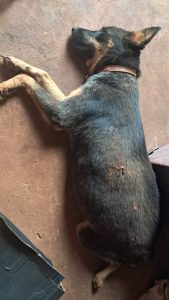 Polícia Civil prende homem suspeito por morte de dezenas de animais domésticos por envenenamento, em Brasilândia