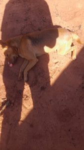 Polícia Civil prende homem suspeito por morte de dezenas de animais domésticos por envenenamento, em Brasilândia