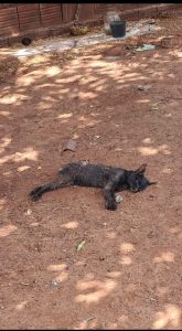 Polícia Civil prende homem suspeito por morte de dezenas de animais domésticos por envenenamento, em Brasilândia